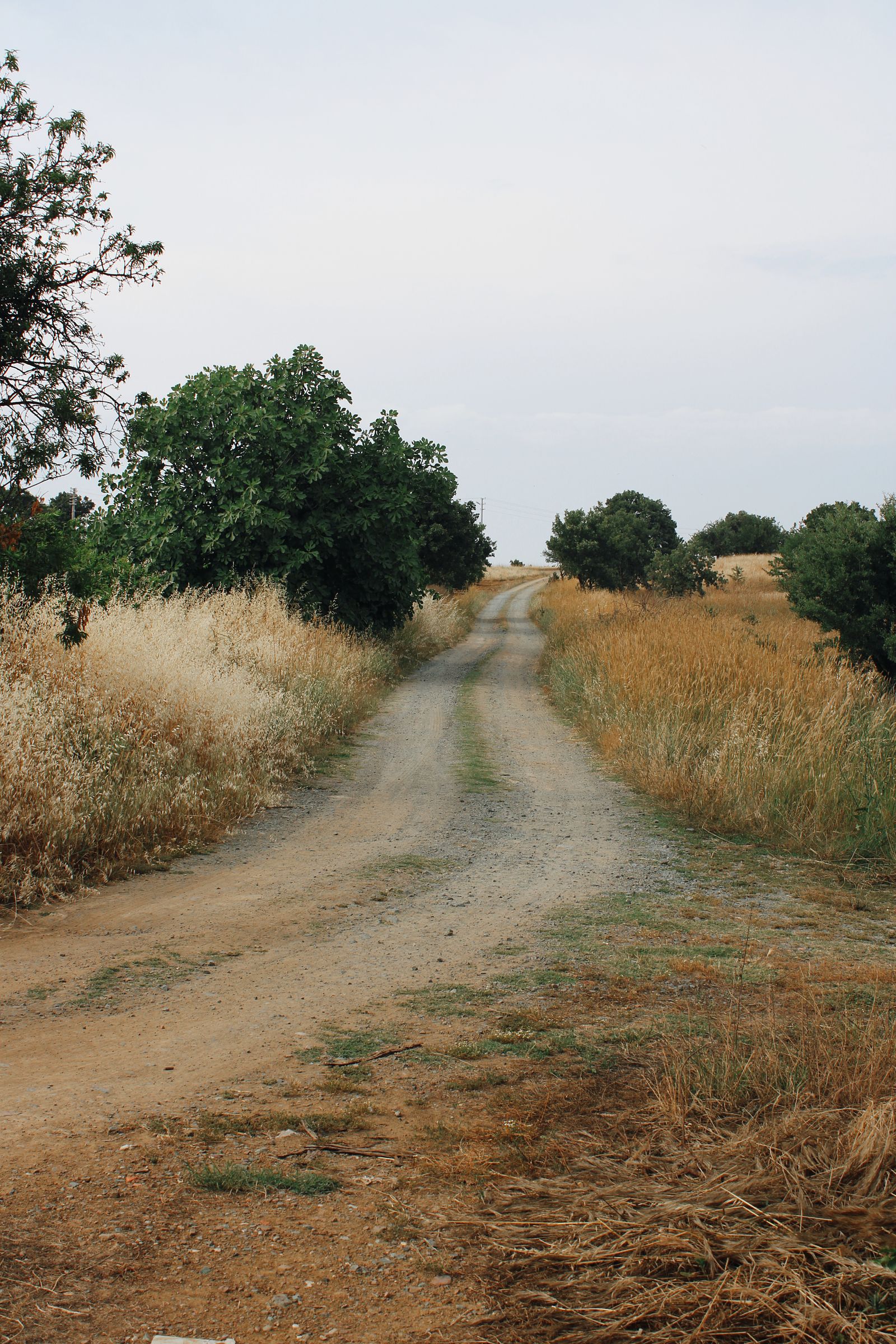 Serene Rural Dirt Pathway Leading Through Countryside