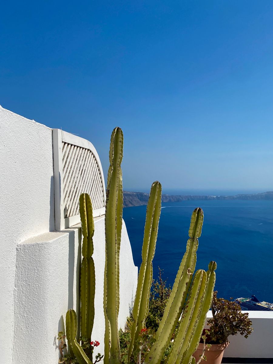 green cactus plant near white concrete wall — Connection Quality Grader works for anonymous visitors — answers first, signup never forced.